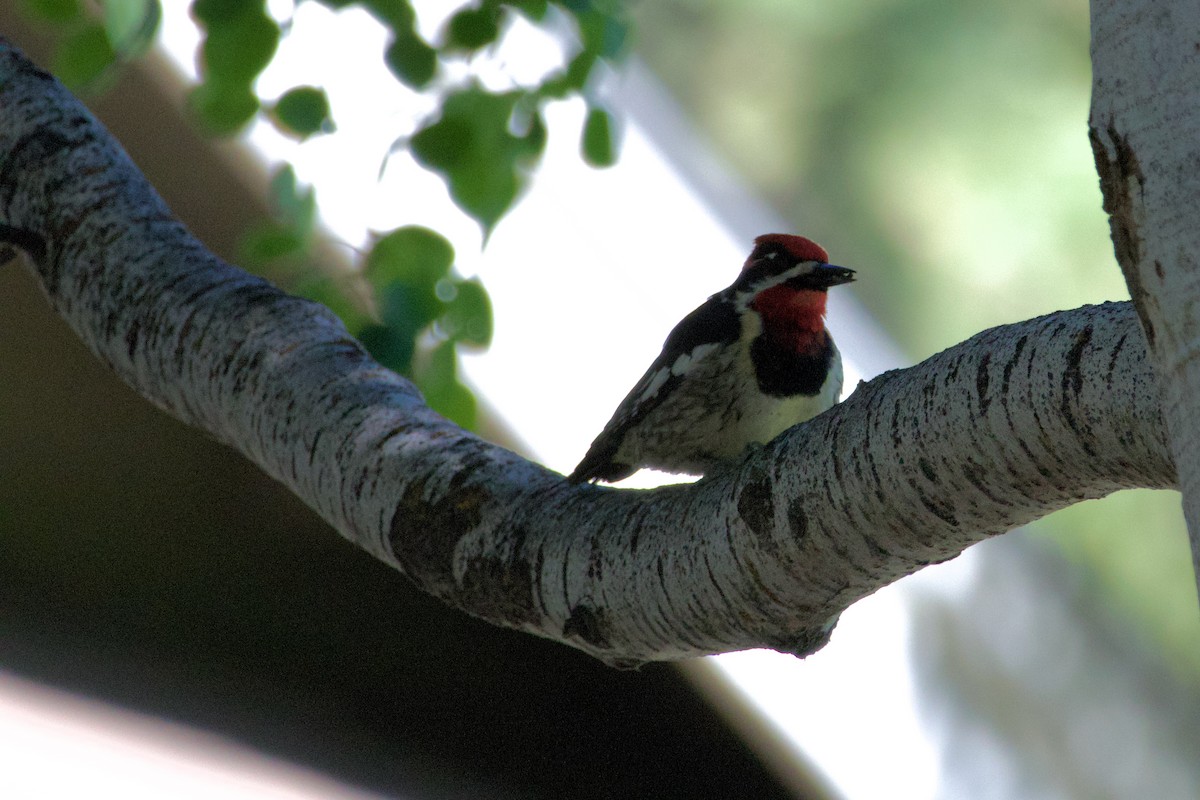 Red-naped x Red-breasted Sapsucker (hybrid) - ML620685899