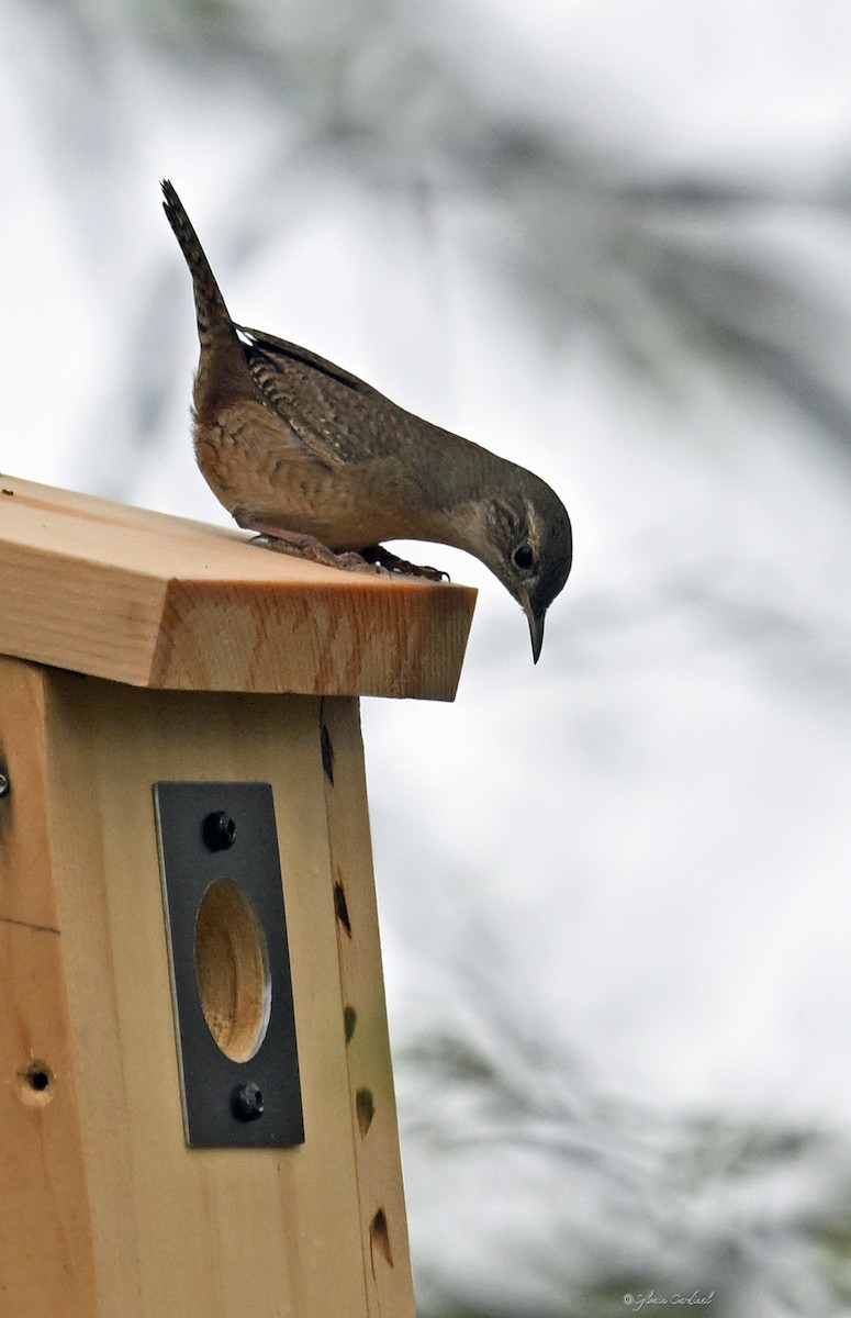 House Wren - ML620685901