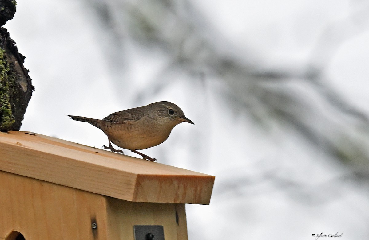 House Wren - ML620685904