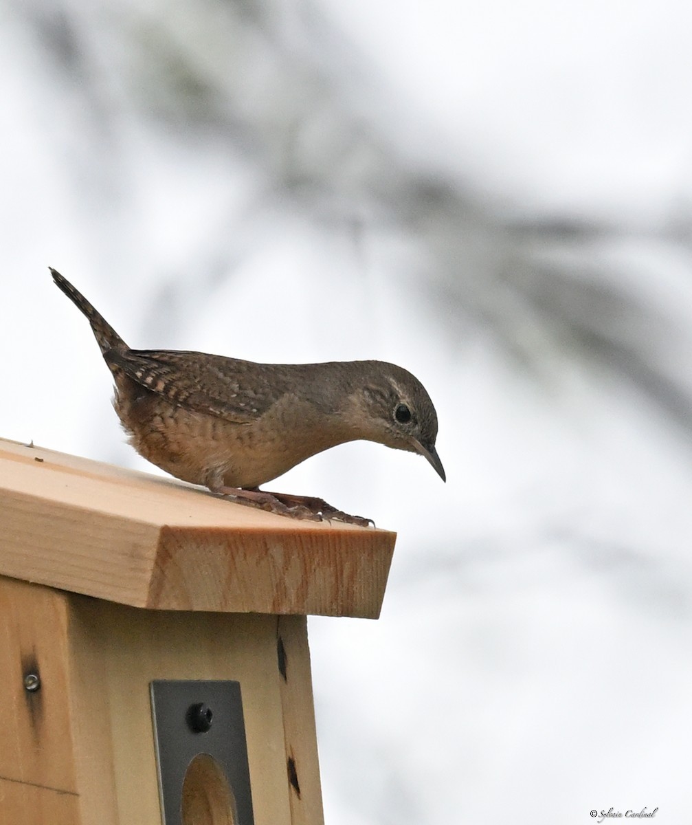 House Wren - ML620685906