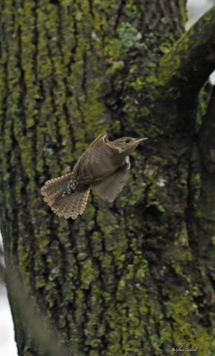 House Wren - ML620685907