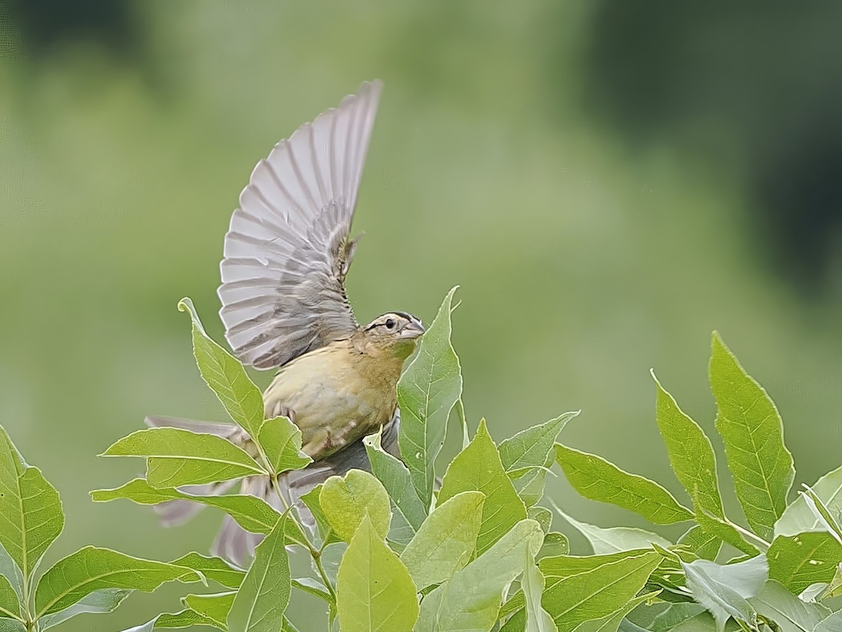 bobolink americký - ML620685912