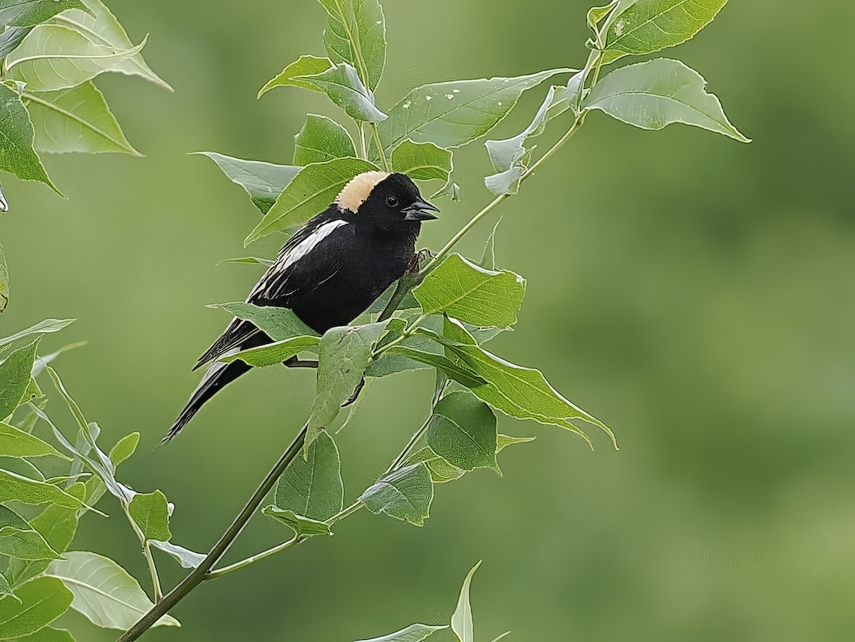 bobolink americký - ML620685913