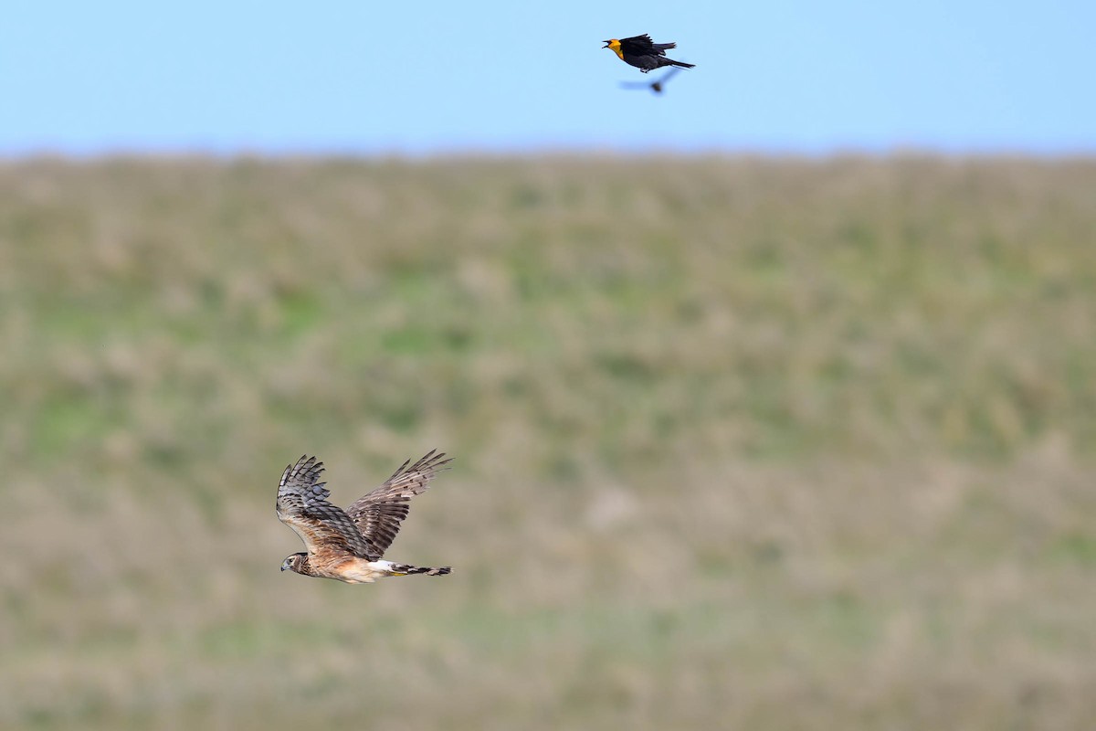 Northern Harrier - ML620685915