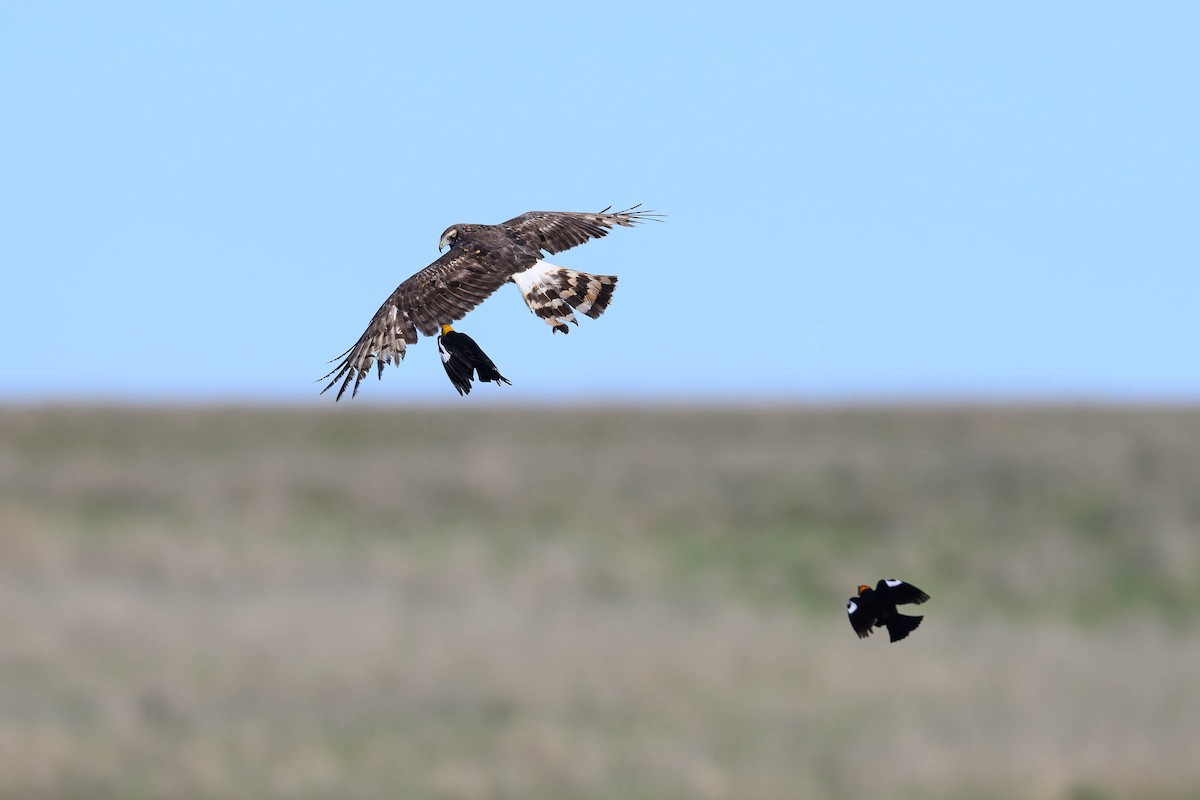 Northern Harrier - ML620685916