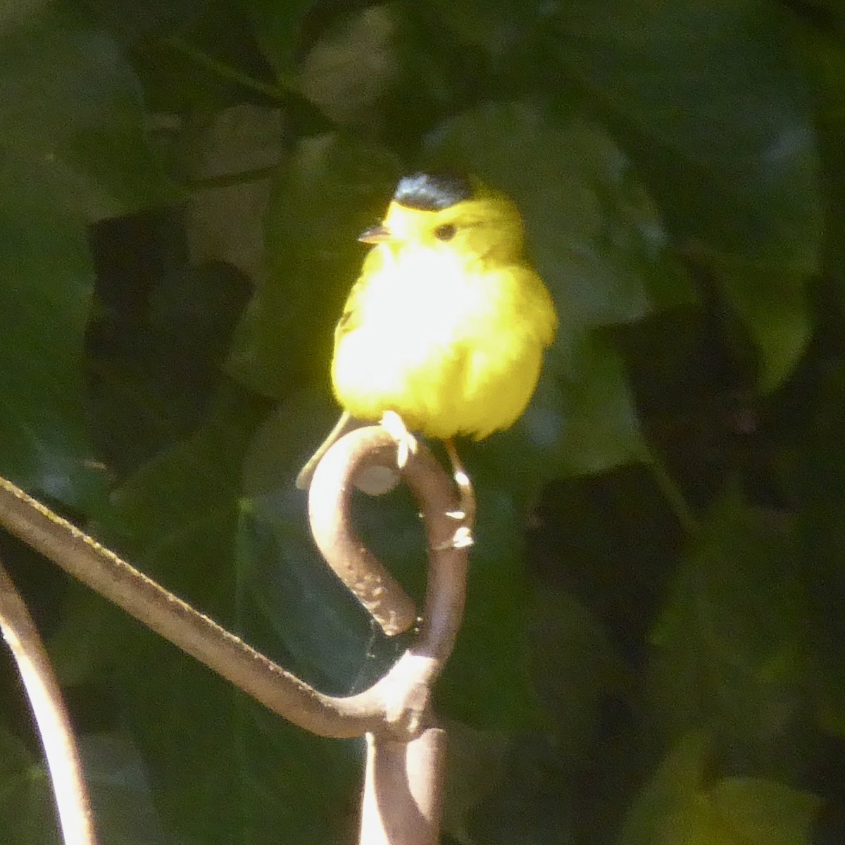 Wilson's Warbler - Anonymous