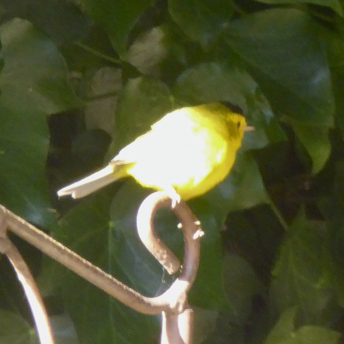 Wilson's Warbler - ML620685920