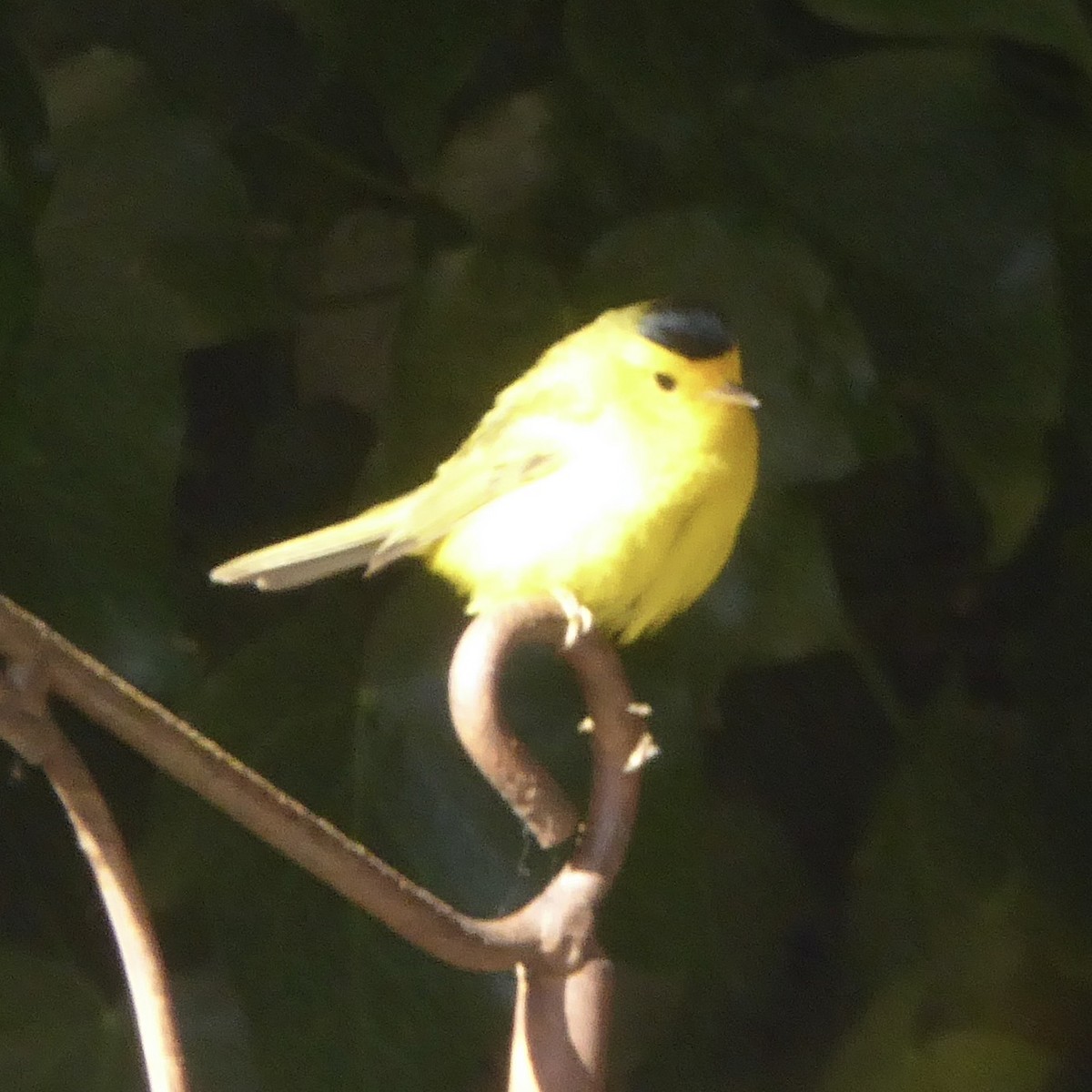 Wilson's Warbler - ML620685922