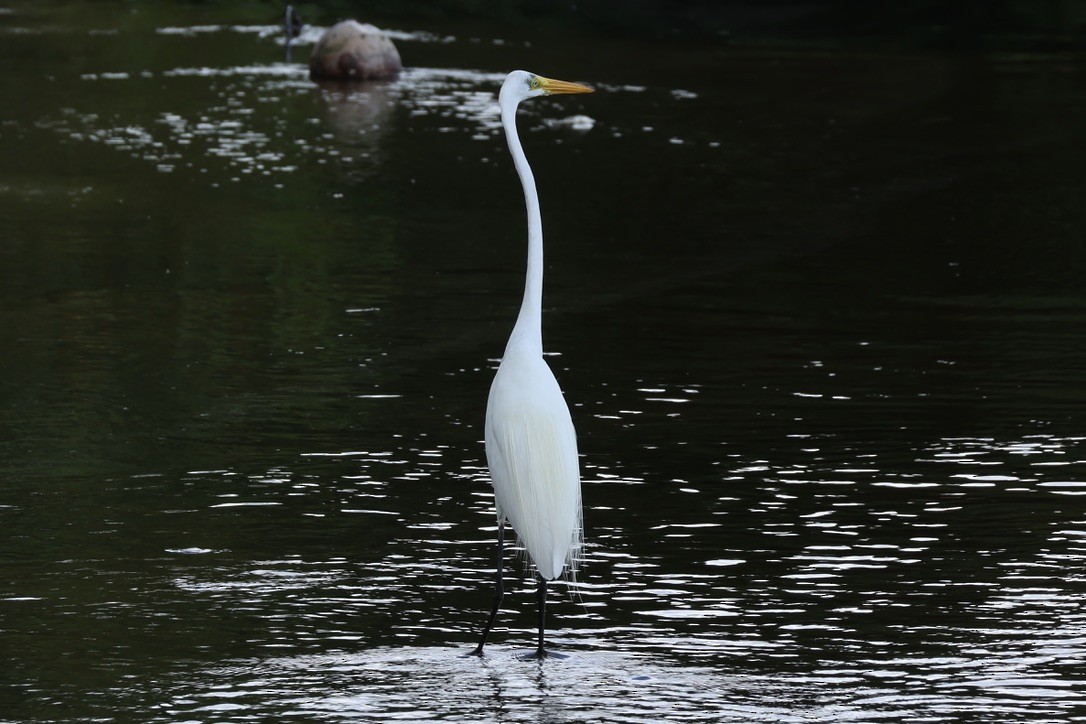 Great Egret - ML620685924