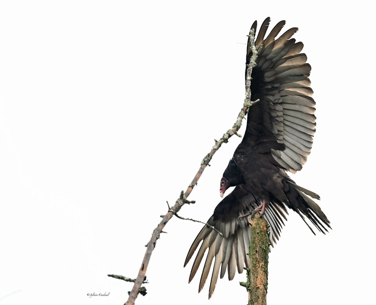 Turkey Vulture - ML620685926