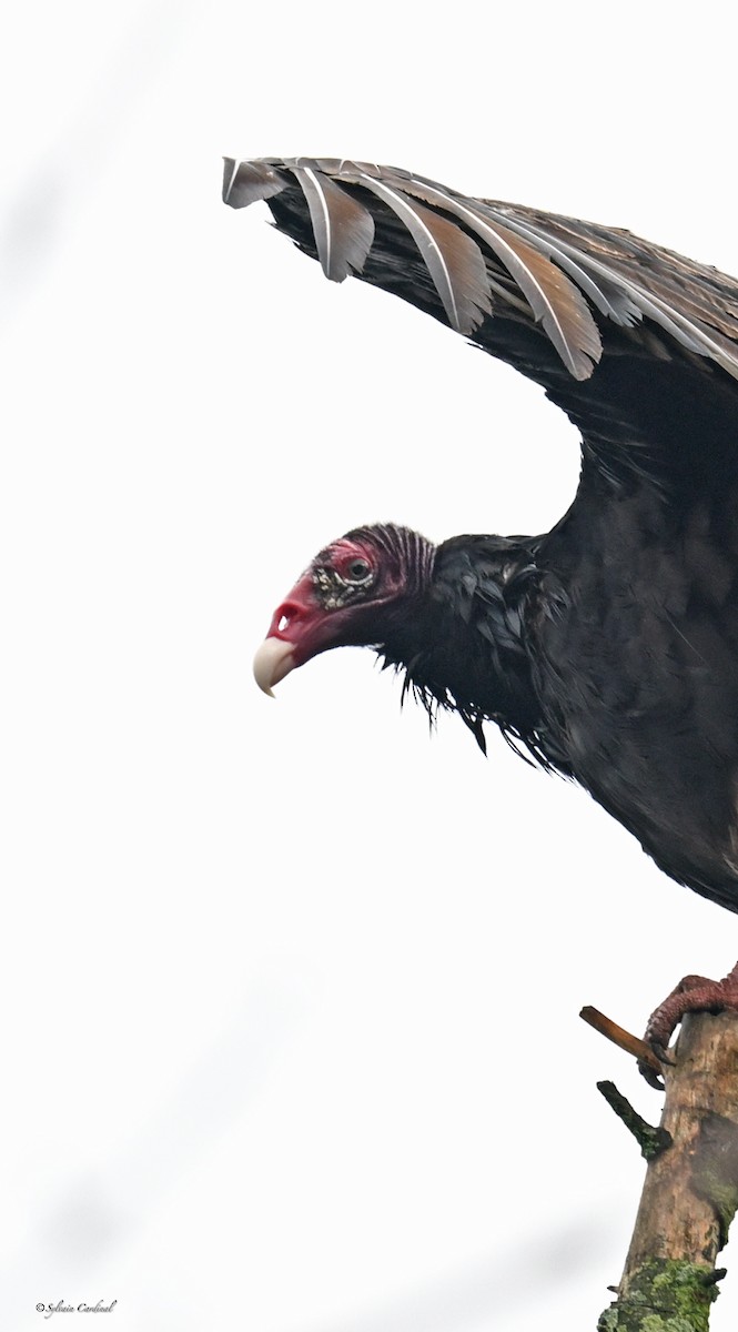 Turkey Vulture - ML620685927