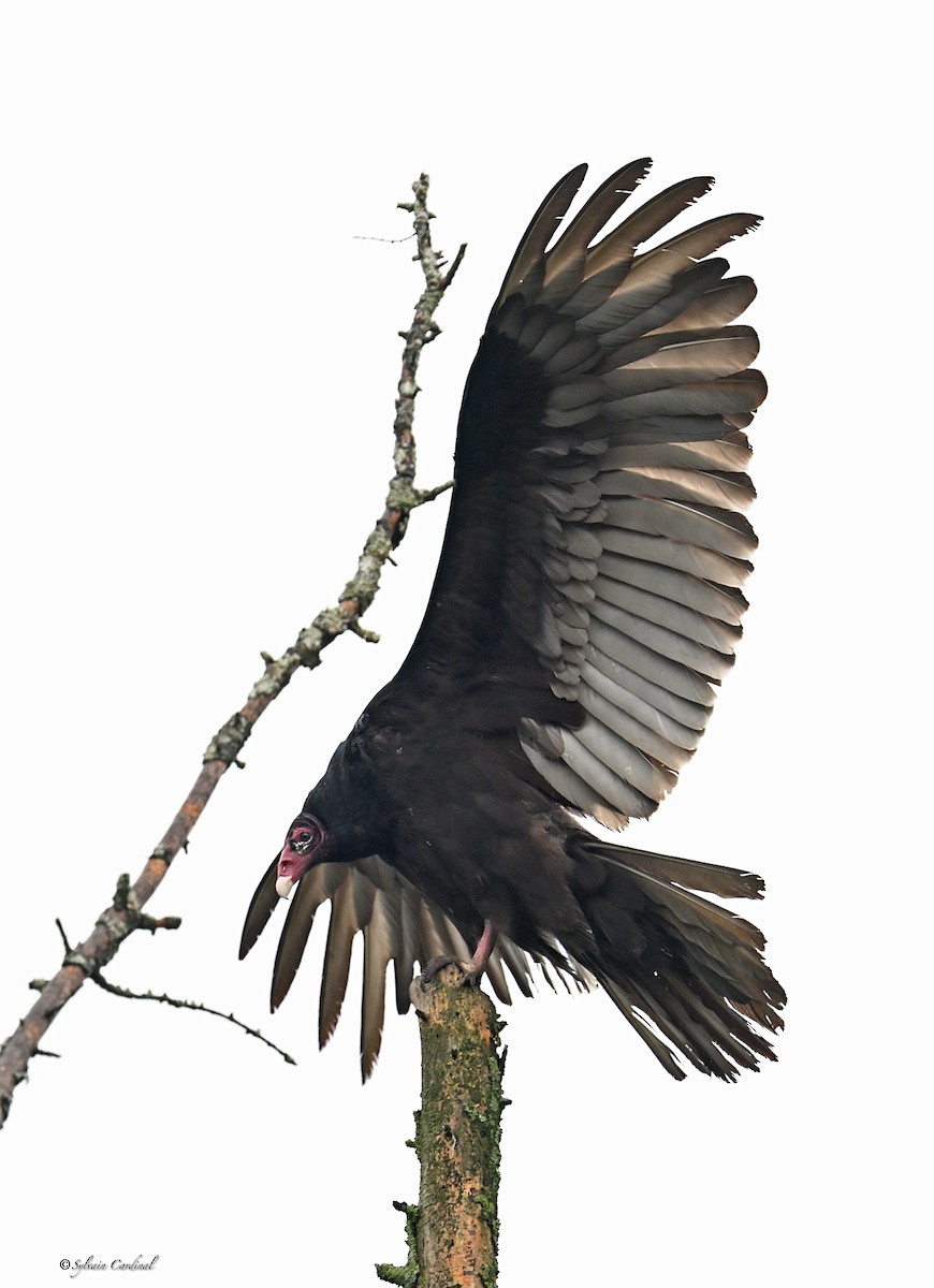 Turkey Vulture - ML620685928