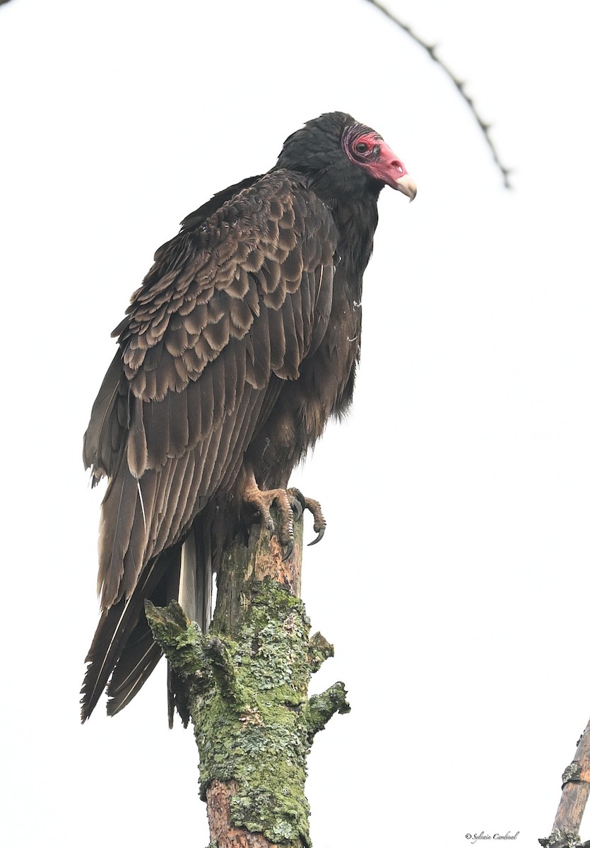 Turkey Vulture - ML620685929