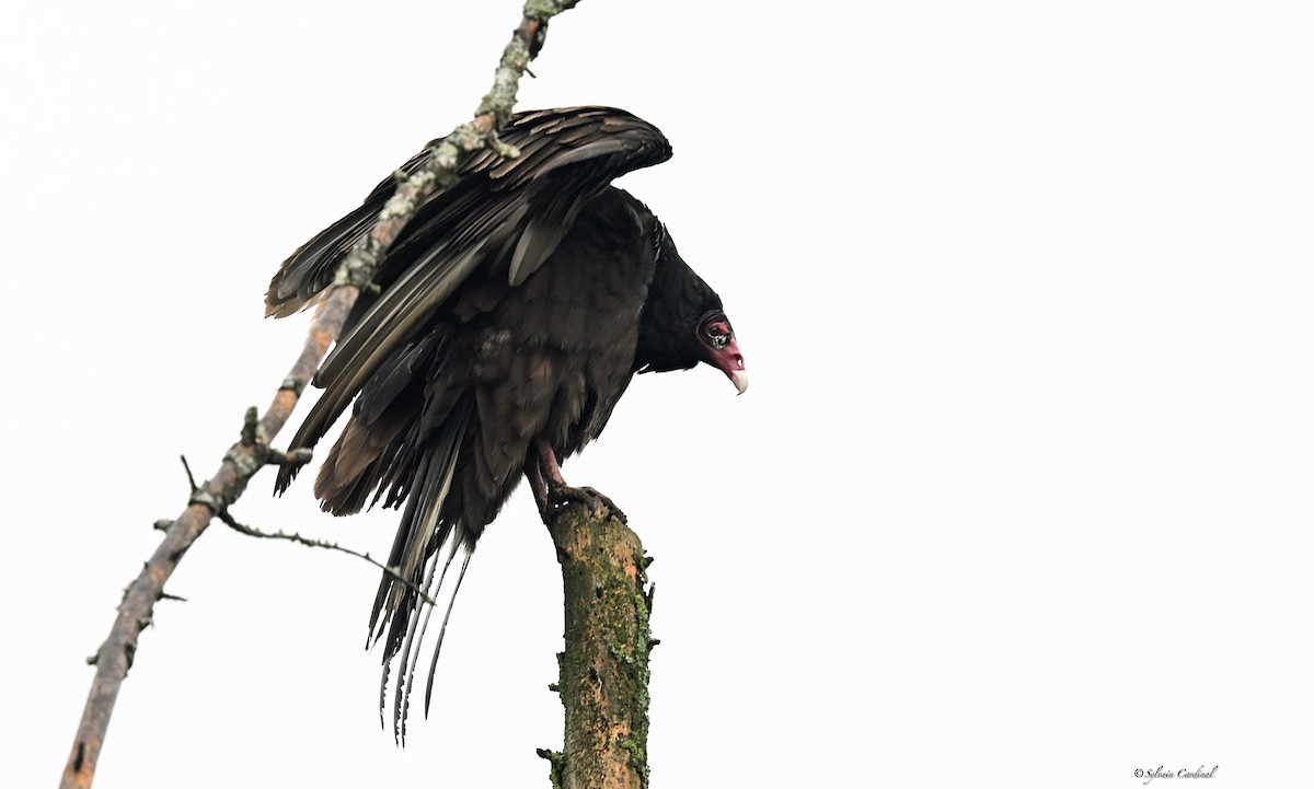 Turkey Vulture - ML620685930