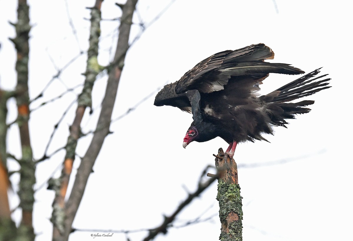 Turkey Vulture - Sylvain Cardinal