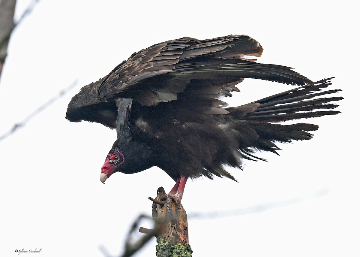 Urubu à tête rouge - ML620685934