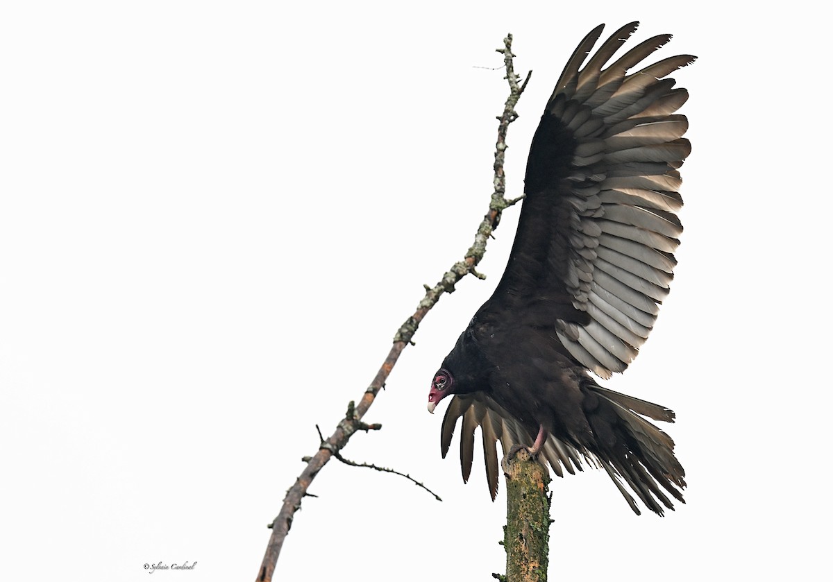 Turkey Vulture - ML620685935