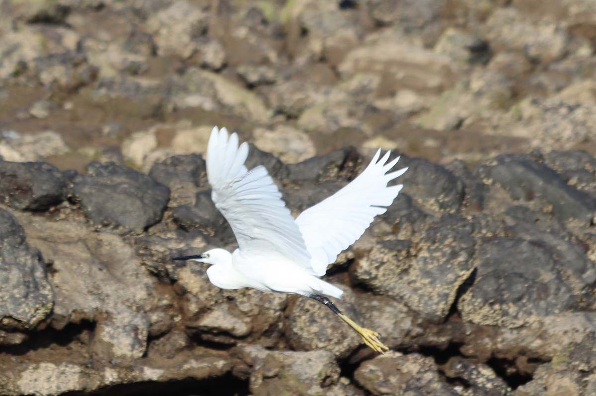 Little Egret - Gary White