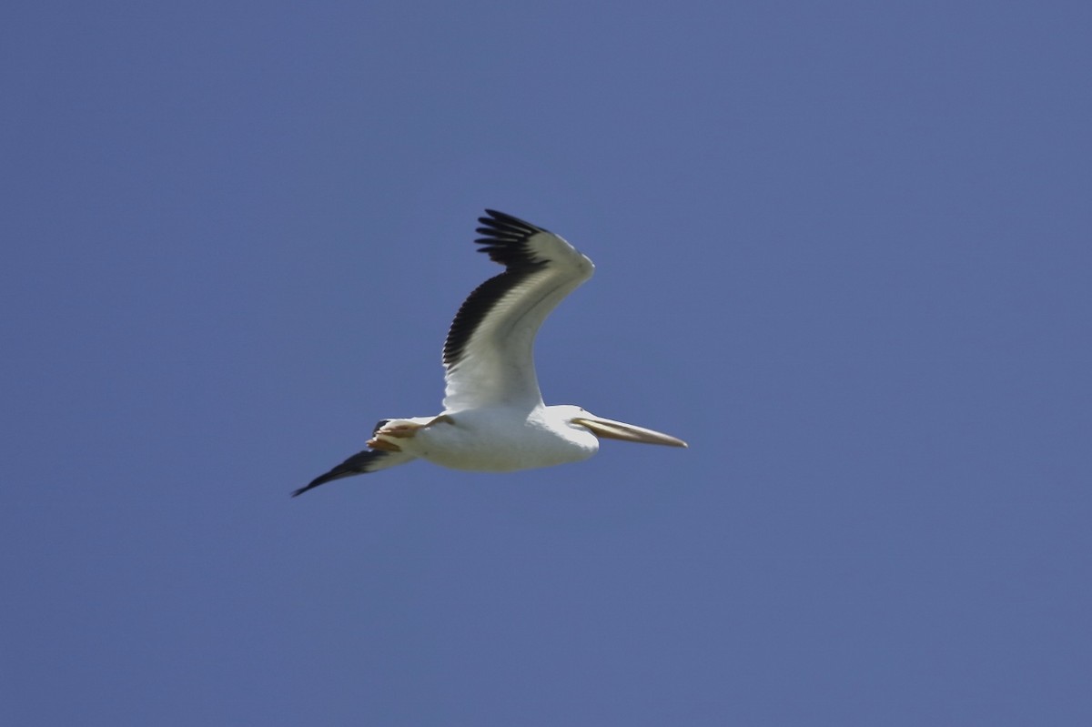 American White Pelican - Phillip Odum