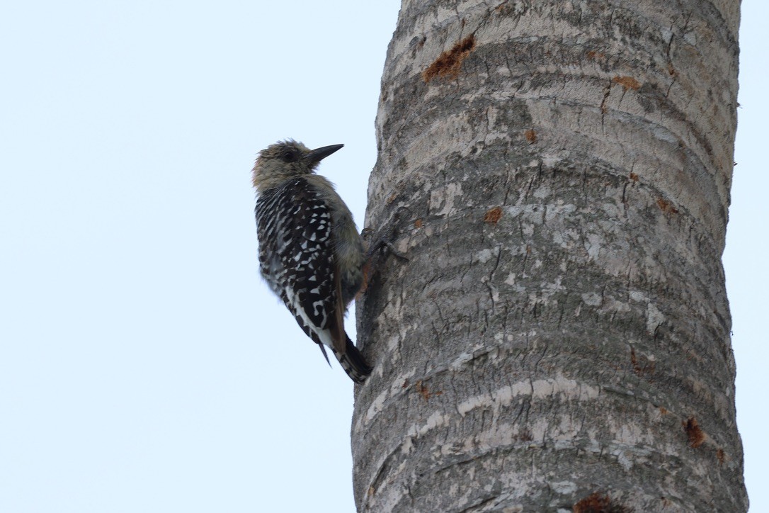 Red-crowned Woodpecker - ML620685938