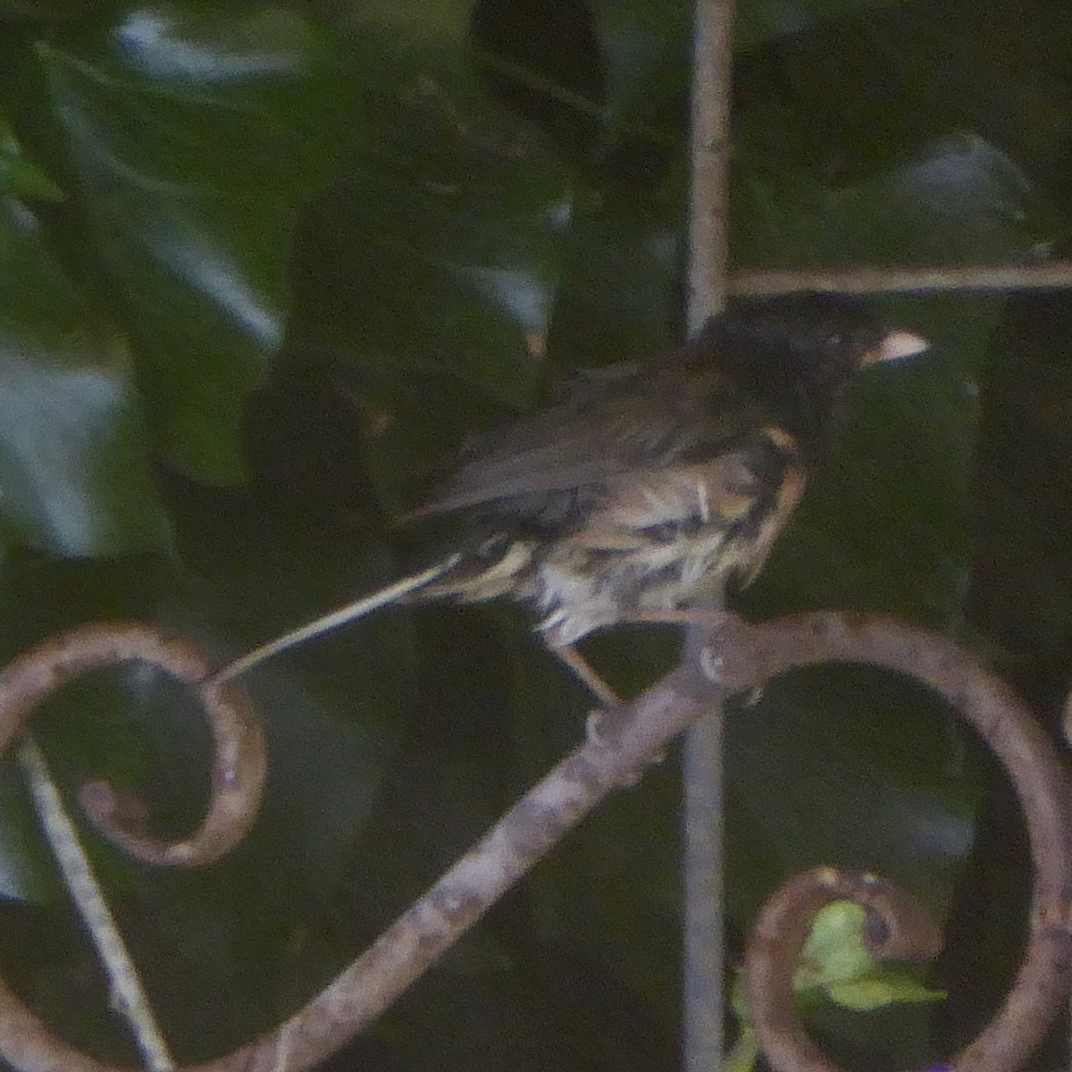 Dark-eyed Junco (Oregon) - ML620685939