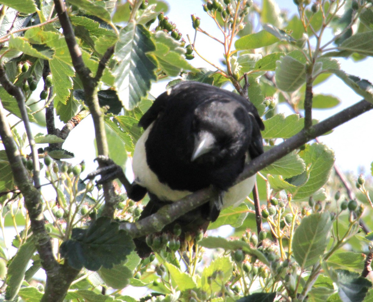 Eurasian Magpie (Eurasian) - ML620685940