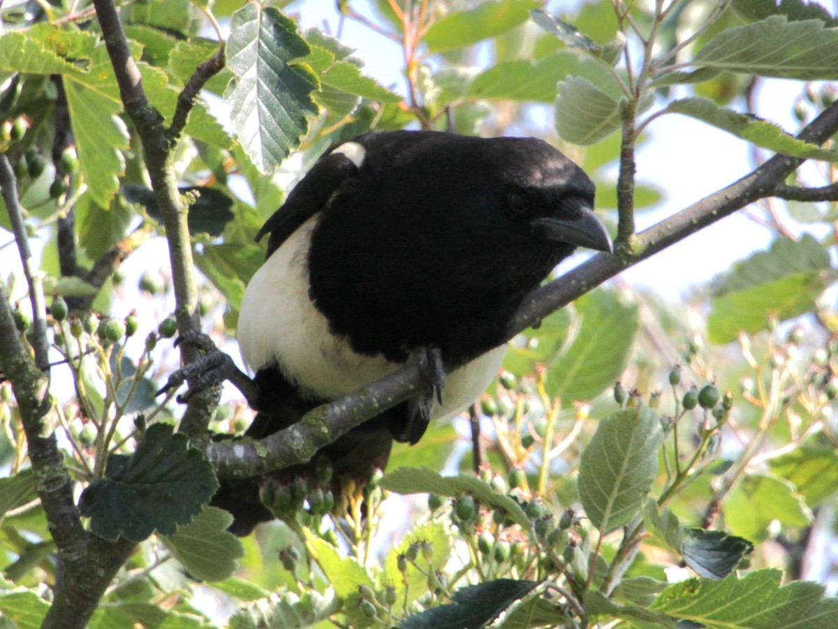 Eurasian Magpie (Eurasian) - ML620685941