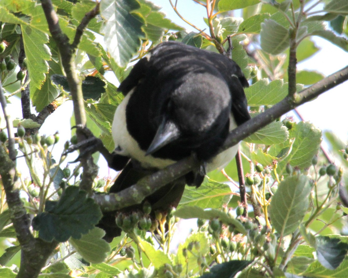 Eurasian Magpie (Eurasian) - ML620685942