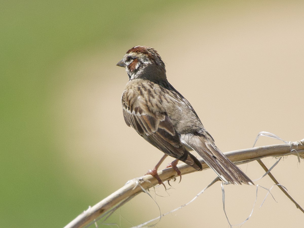 Lark Sparrow - ML620685945