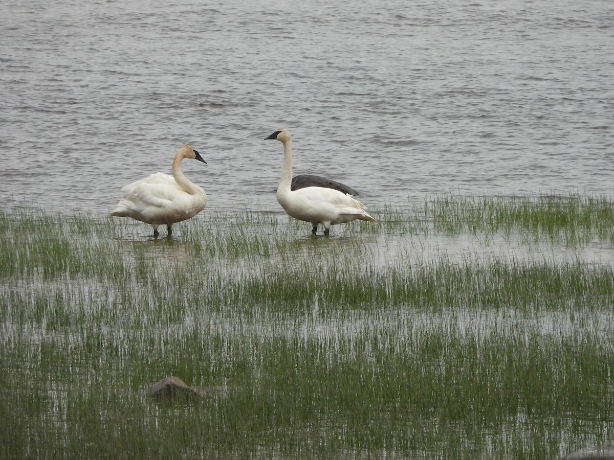 Trumpeter Swan - ML620685947