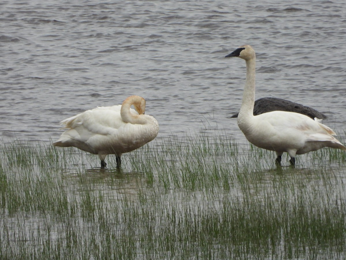 Trumpeter Swan - Germain Savard