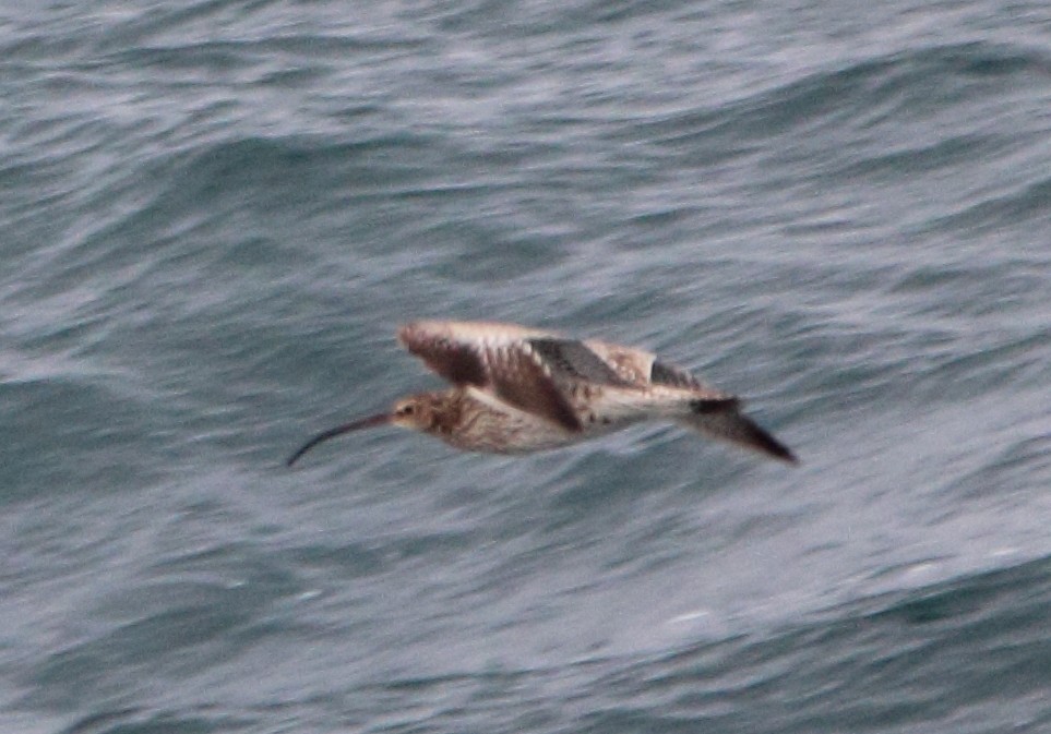 Eurasian Curlew - ML620685949