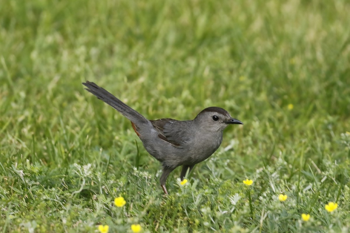 Gray Catbird - ML620685950