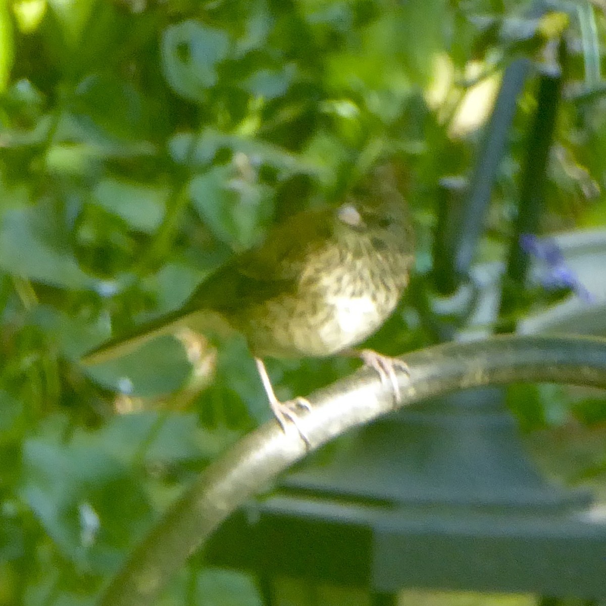 Junco Ojioscuro (grupo oreganus) - ML620685952