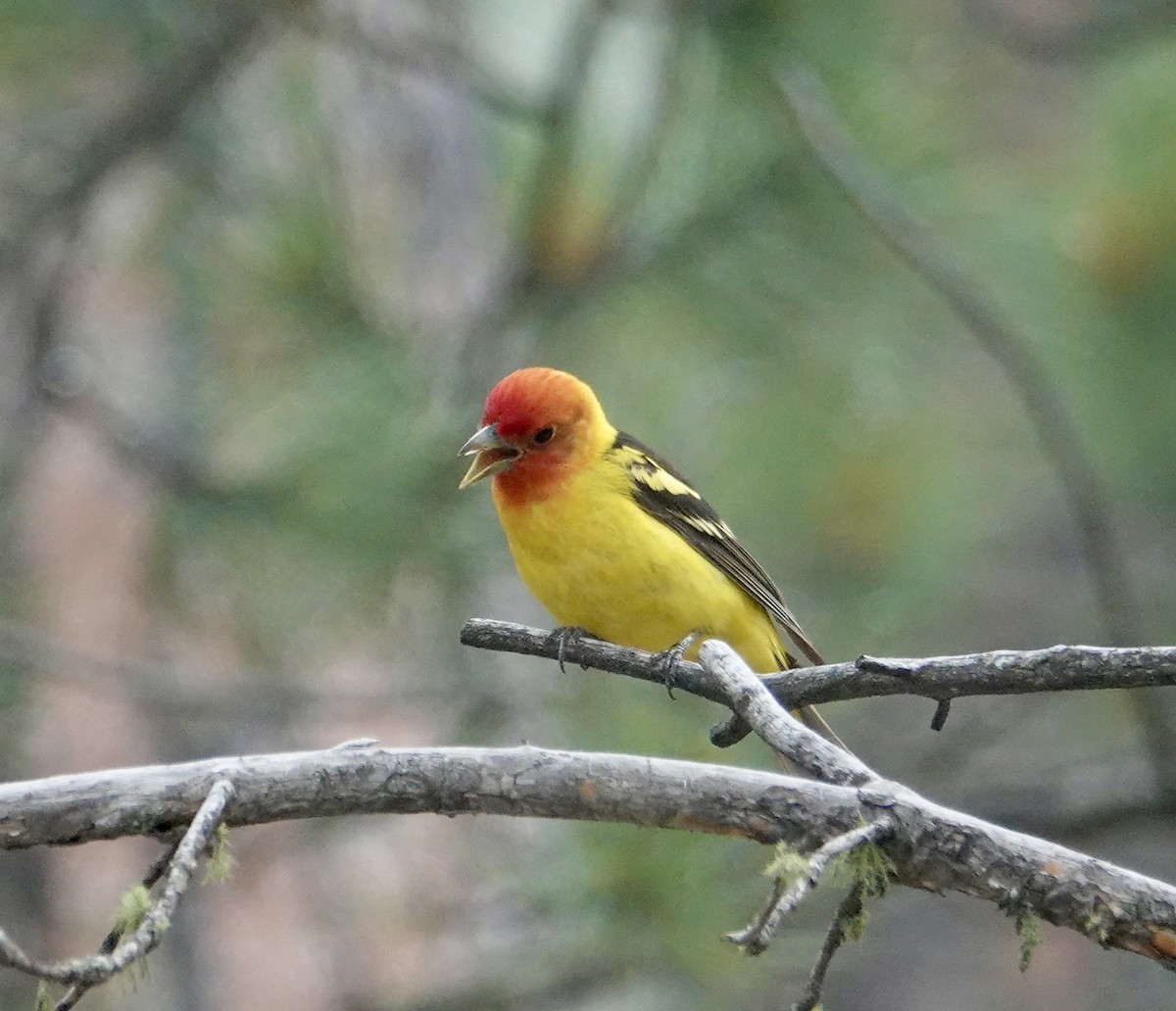 Western Tanager - ML620685954