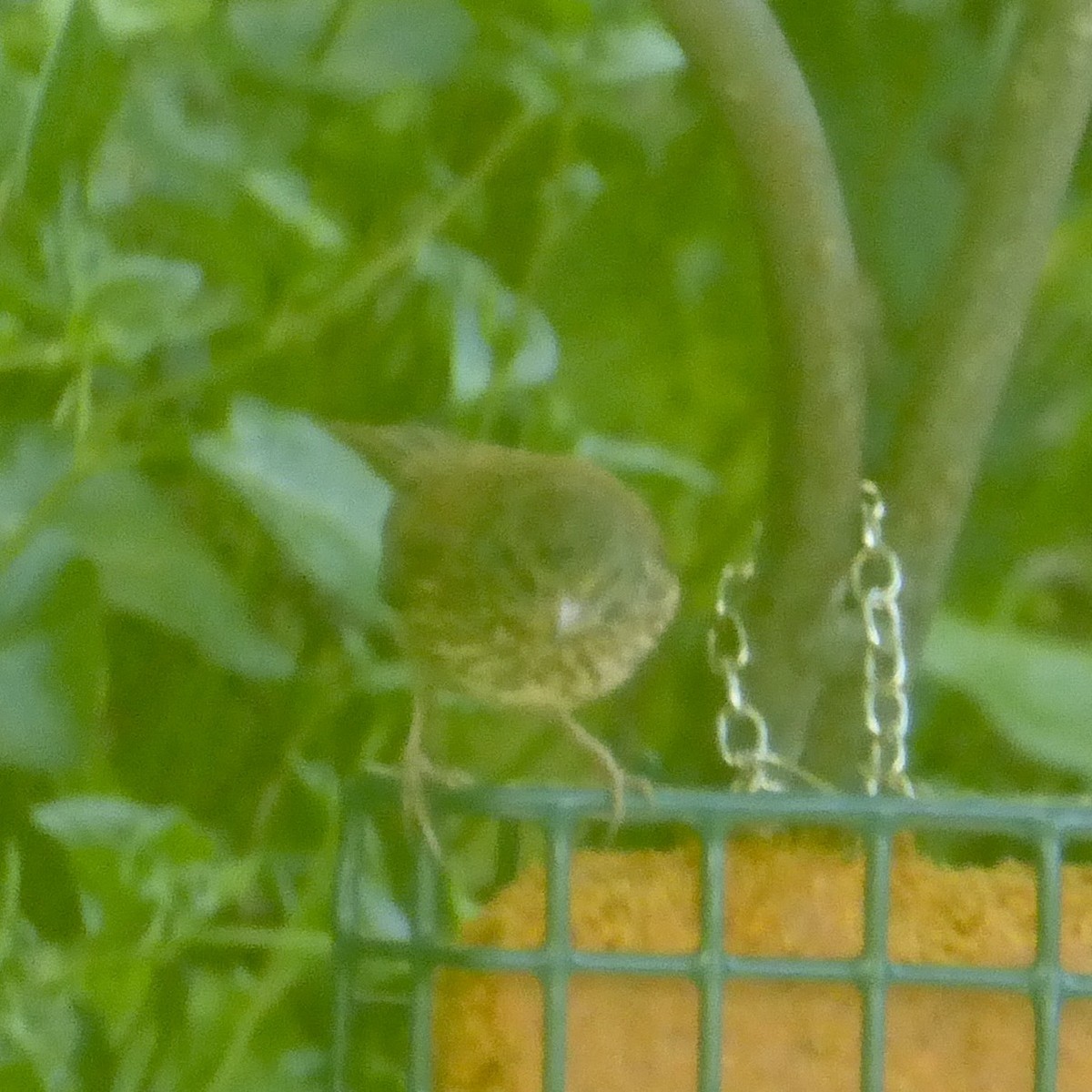 Dark-eyed Junco (Oregon) - ML620685955