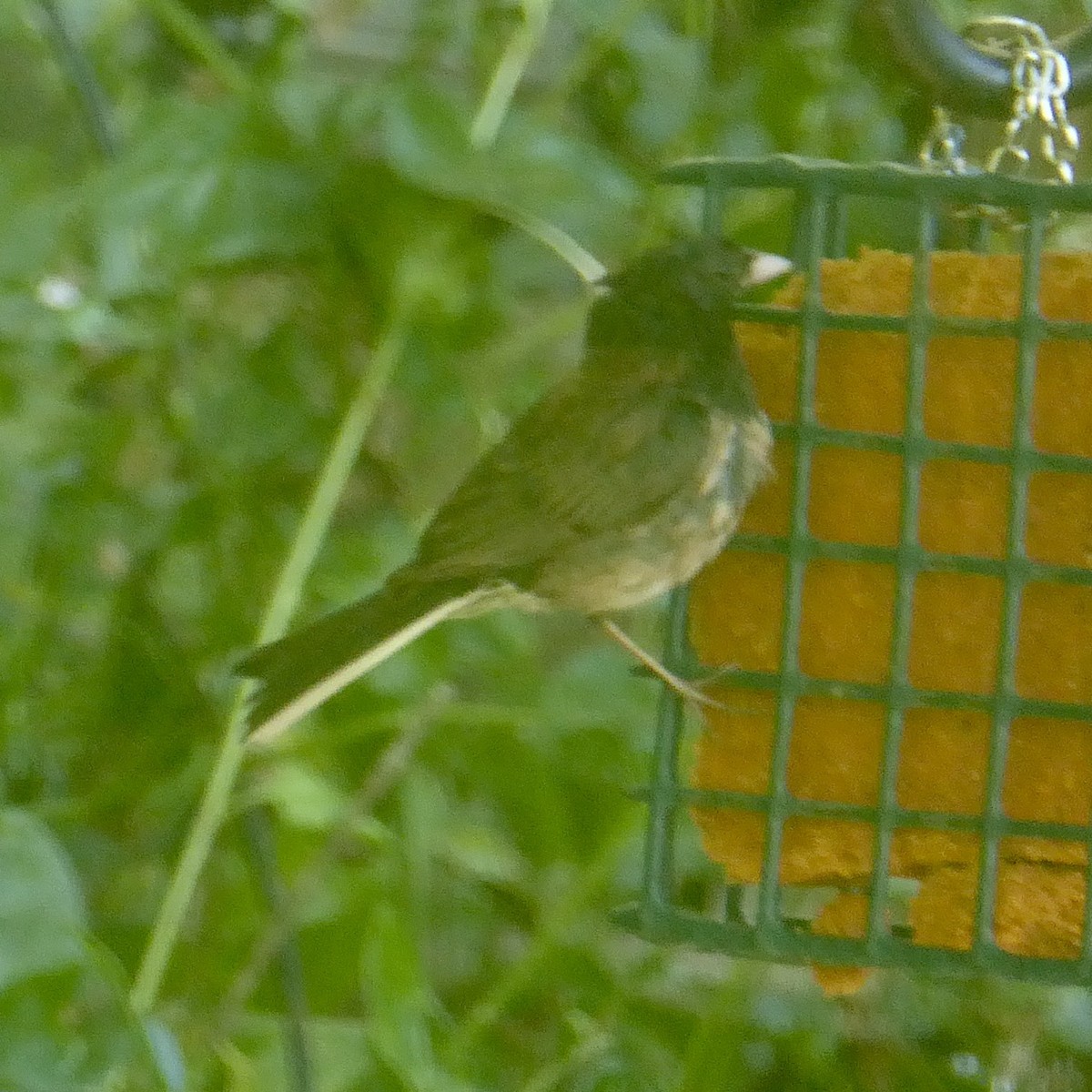 Dark-eyed Junco (Oregon) - ML620685956