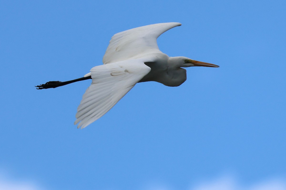 Great Egret - ML620685959