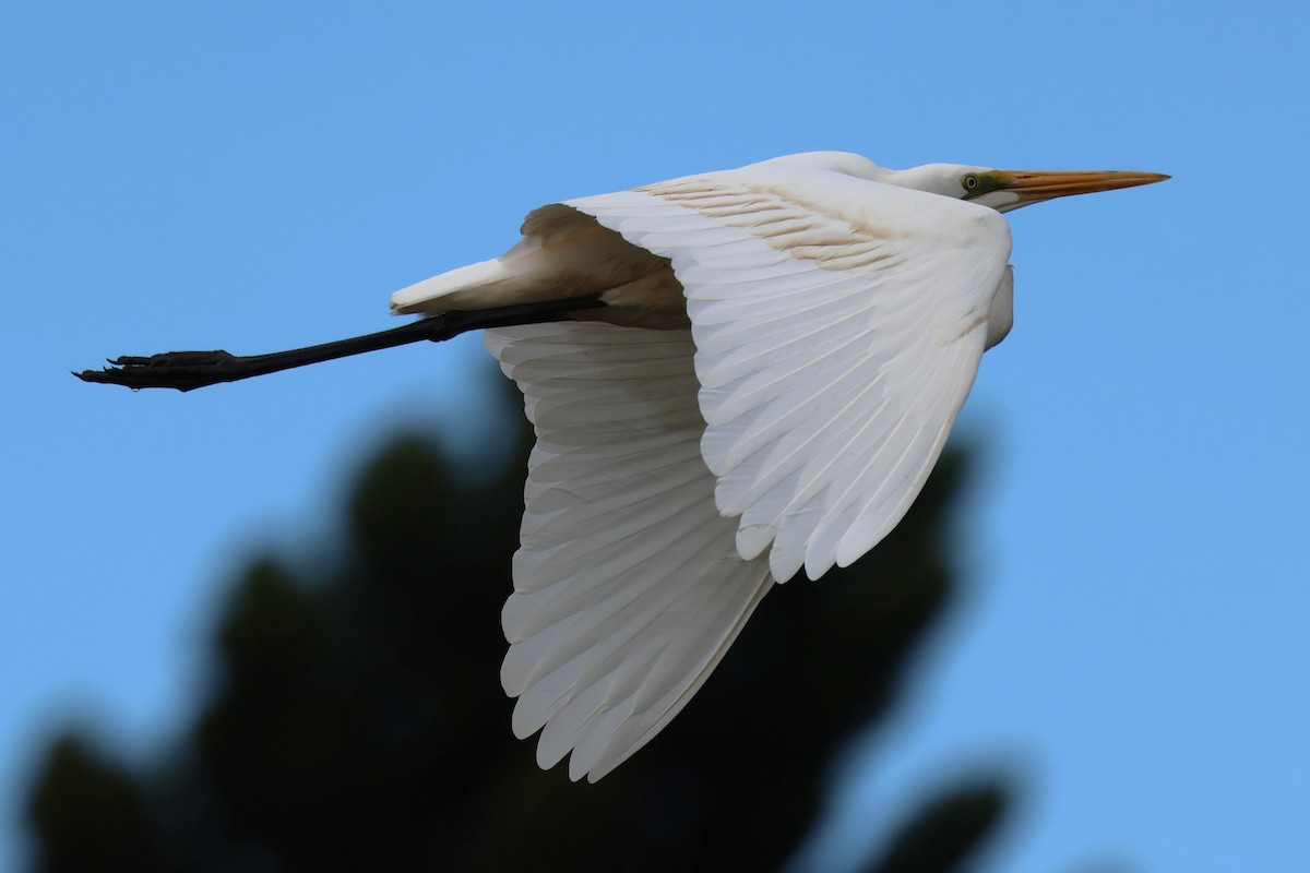 Great Egret - ML620685960