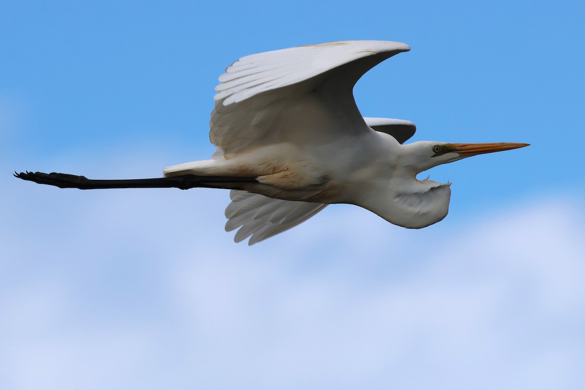 Great Egret - ML620685962