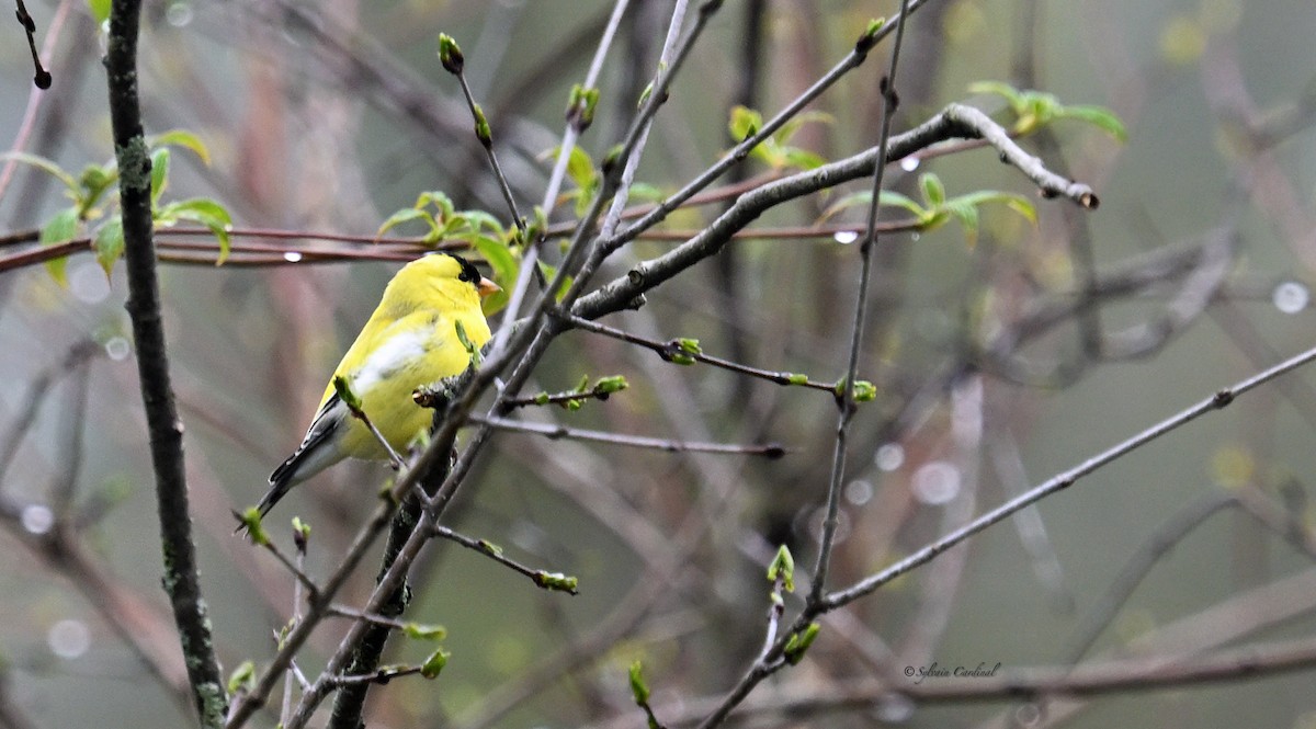 American Goldfinch - ML620685963