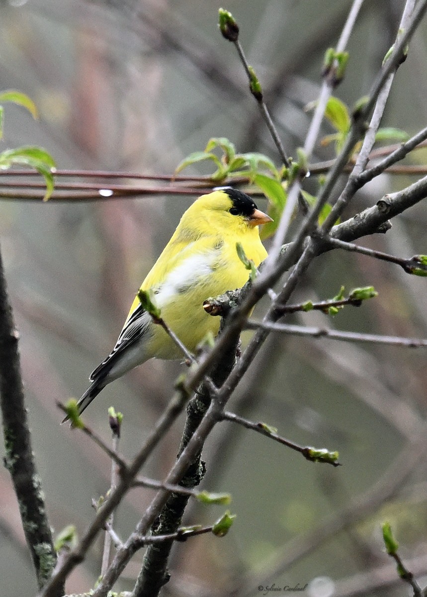 American Goldfinch - ML620685964