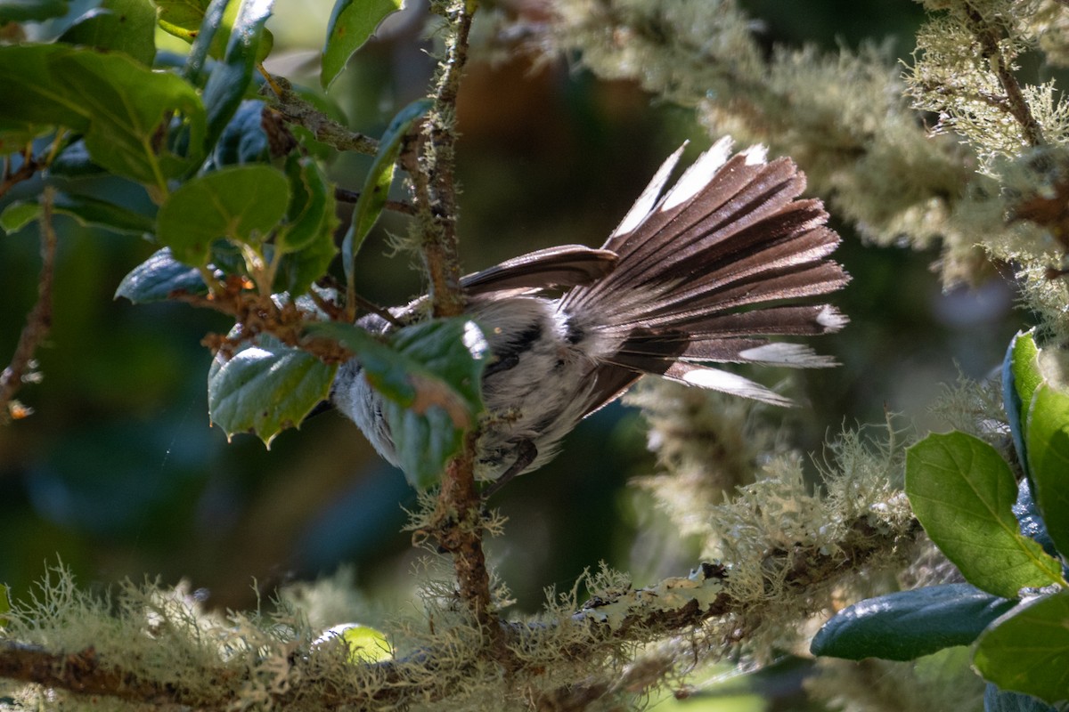 Blue-gray Gnatcatcher - ML620685968