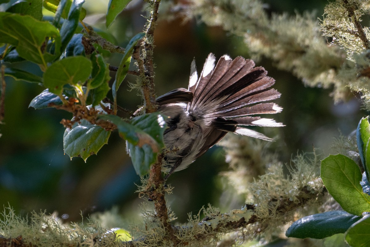 Blue-gray Gnatcatcher - ML620685969