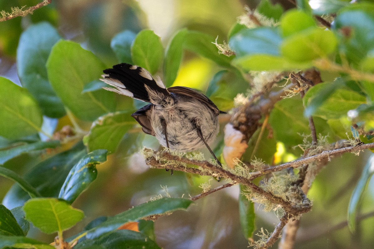 Blue-gray Gnatcatcher - ML620685970