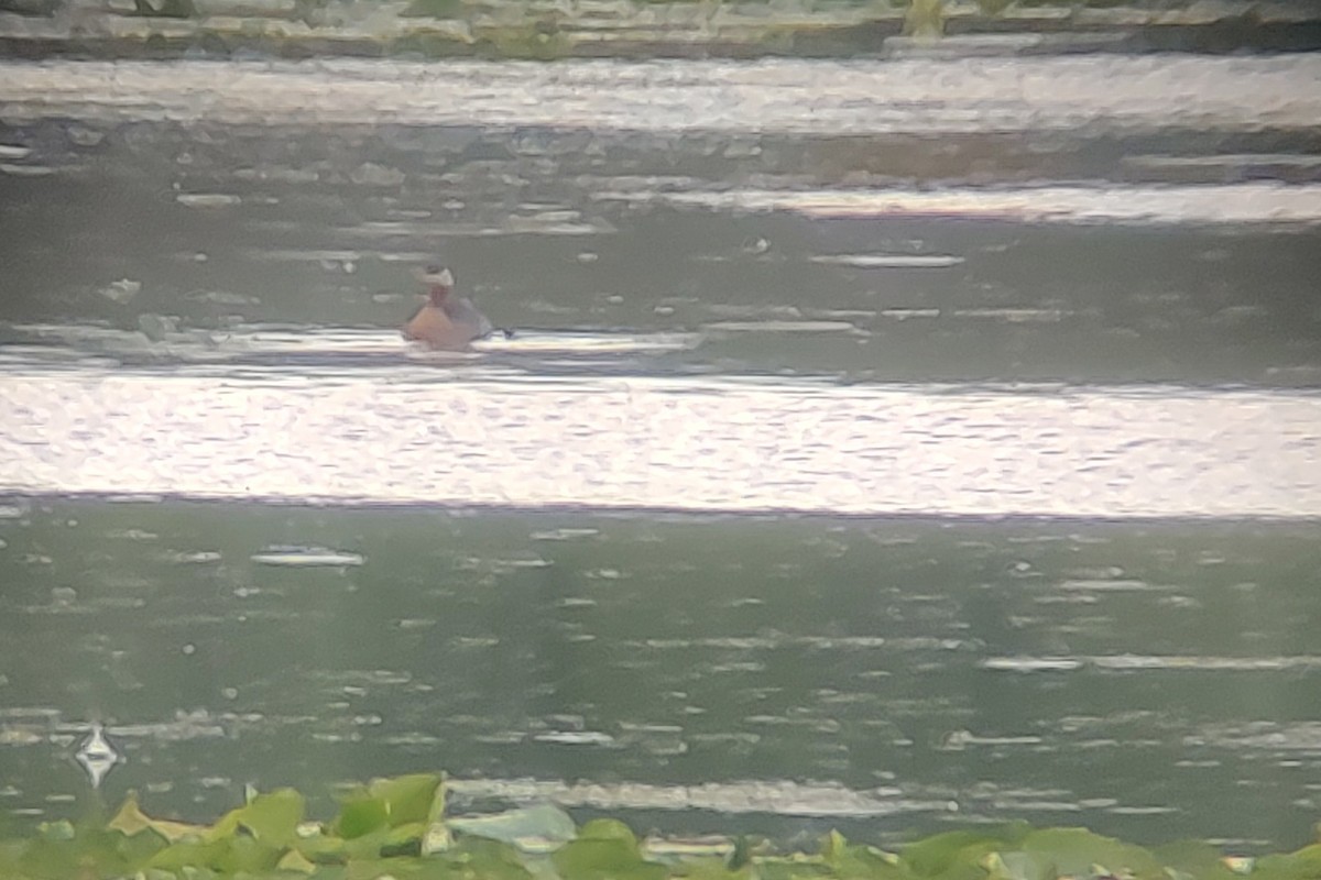 Red-necked Grebe - ML620685973