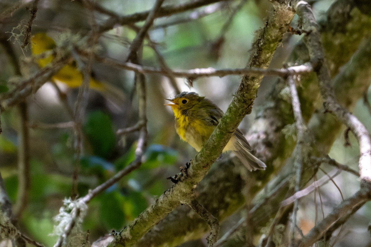 Wilson's Warbler - ML620685975