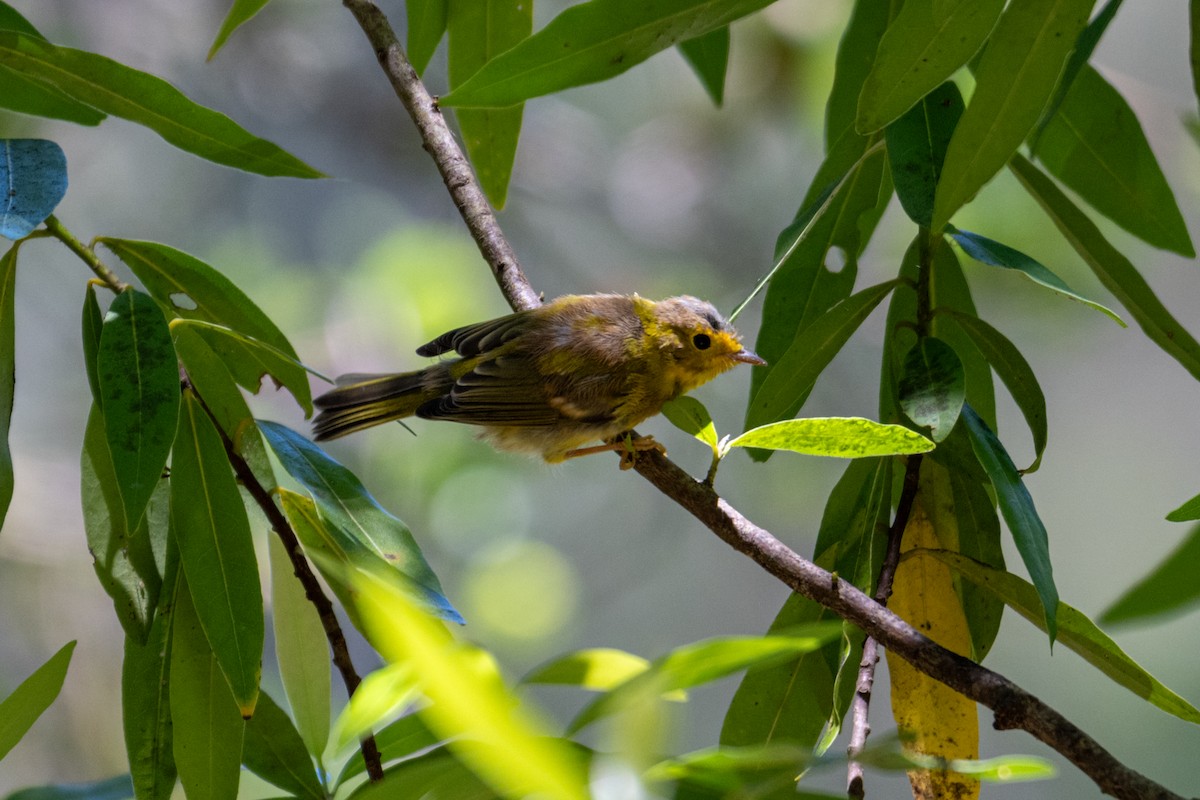 Wilson's Warbler - ML620685976