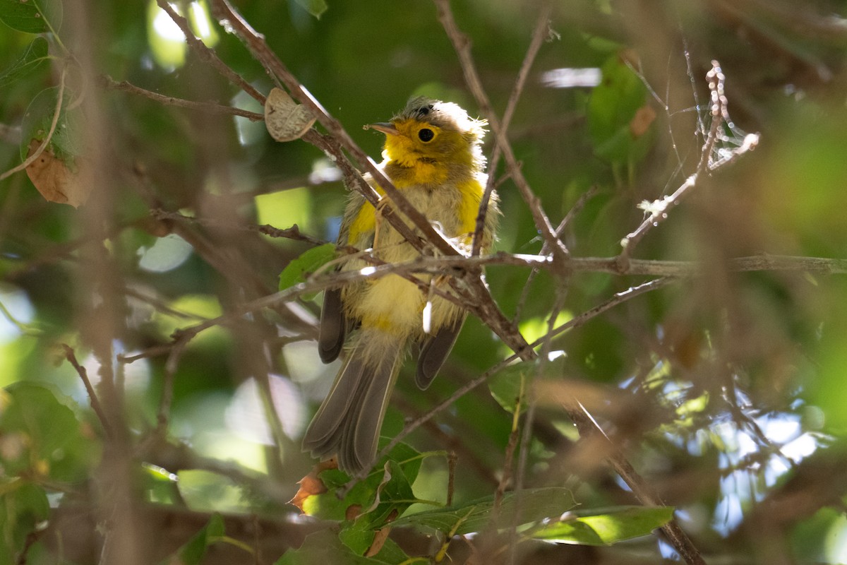 Wilson's Warbler - ML620685977