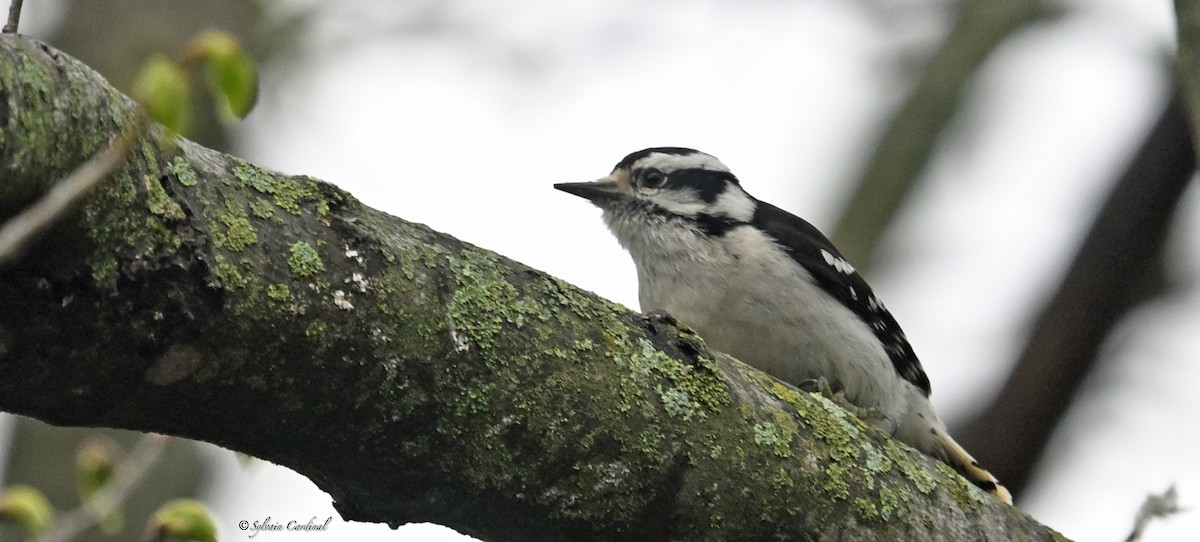 Downy Woodpecker - ML620685978